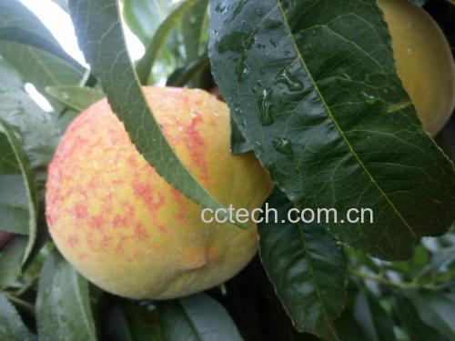 金黄饱满的83黄桃果实特写