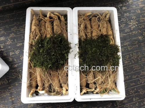 鲜人参泡酒的传统方式