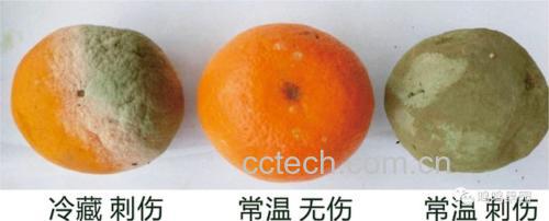 金桔存放环境示意图