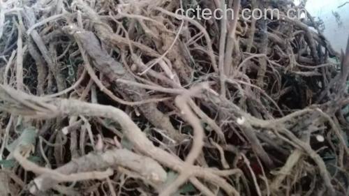 北柴胡茶饮图