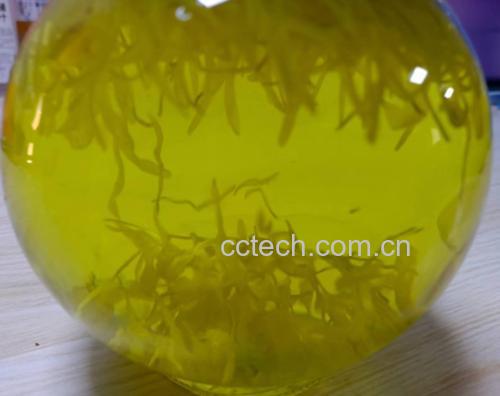 金丝皇菊泡水后的茶汤