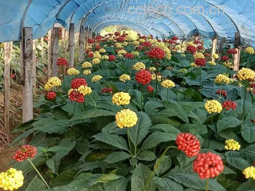 鲜人参种植基地实景图