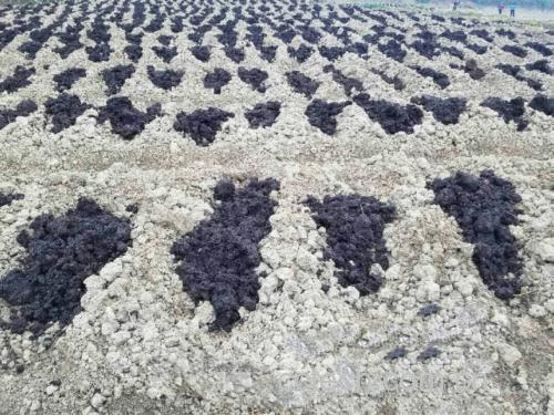 白术种植地实景图