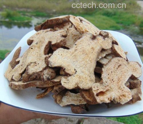 白术片的外观与产地