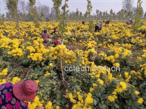 金丝皇菊茶园实景