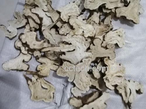 白术片的干燥切片展示