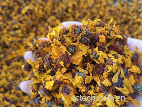 天山雪菊茶与其他花茶的对比