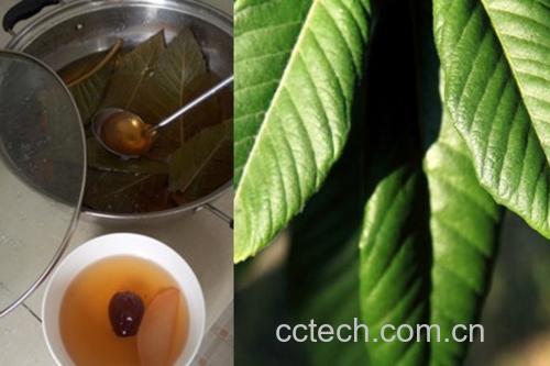 侧柏煮水过程展示图