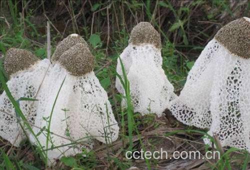 长裙竹荪的自然生长环境