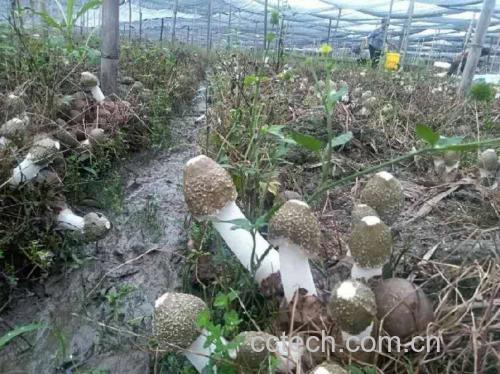 竹荪种植基地