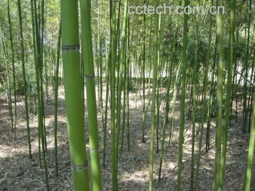 竹荪生长在竹林中的场景