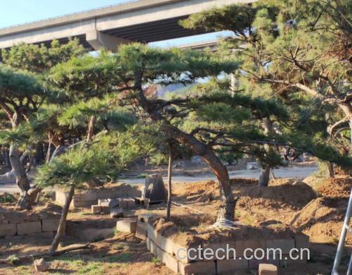 油松节药用提取物示意图