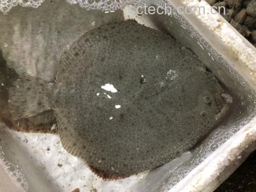 多宝鱼与普通鱼类对比图