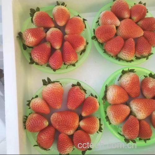 奶油草莓成品展示