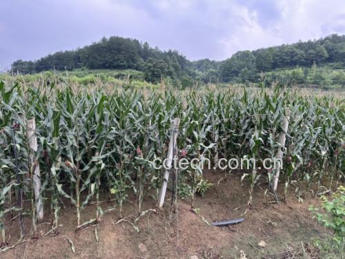 糯玉米田地生长图