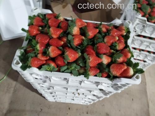 奶油白草莓果篮展示