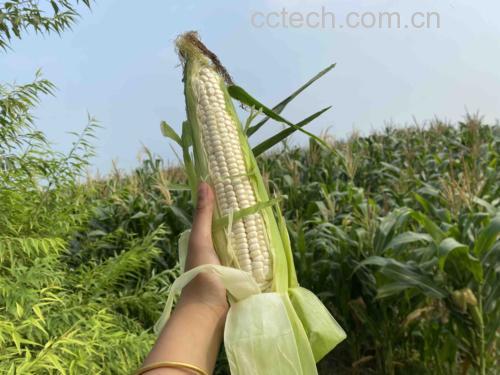 一根糯玉米