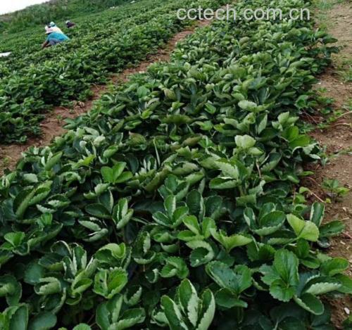 四季奶油草莓种植园实景图