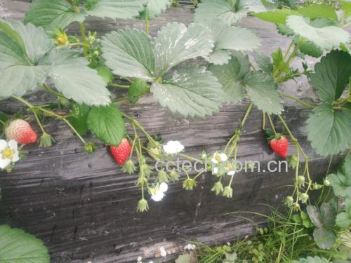 四季奶油草莓植株与果实特写