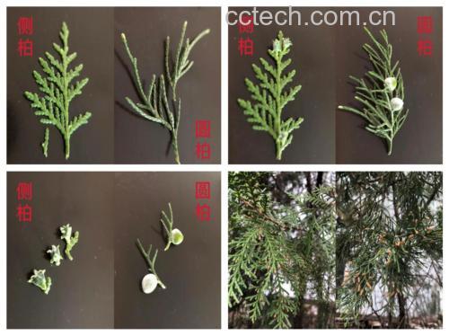龙柏与其他柏类植物对比图