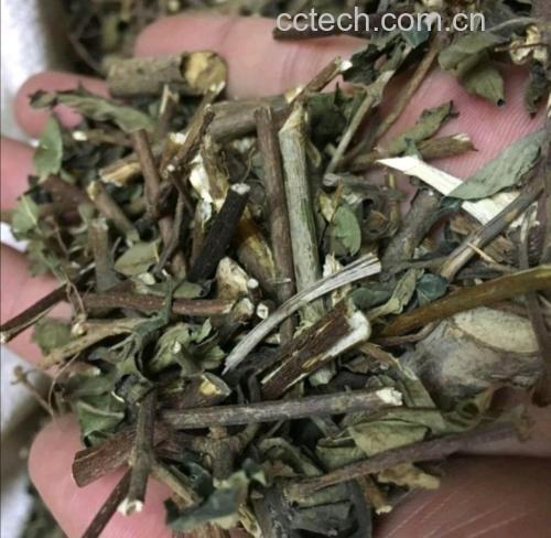 龙柏中药材