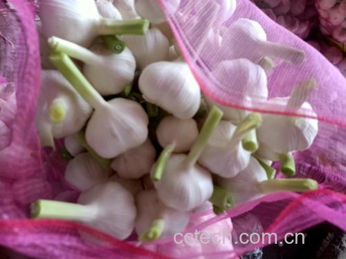 蒜蓉白不老成品图