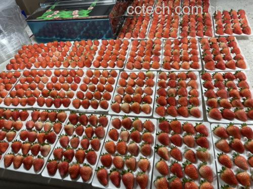 奶油草莓与巧克力草莓对比图