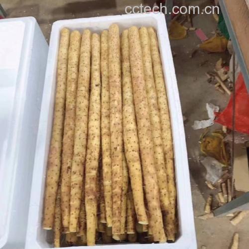山药奶酪棒炸制过程