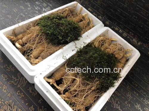 人参膏搭配食用图