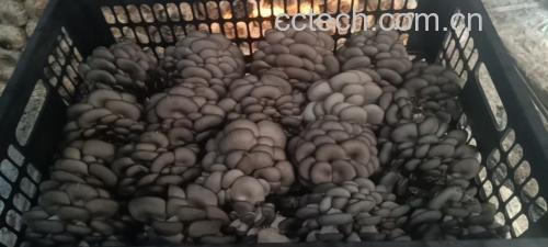 平菇与腊肉的搭配食材展示