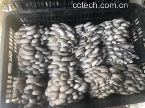 灰平菇炒鸡蛋成品图
