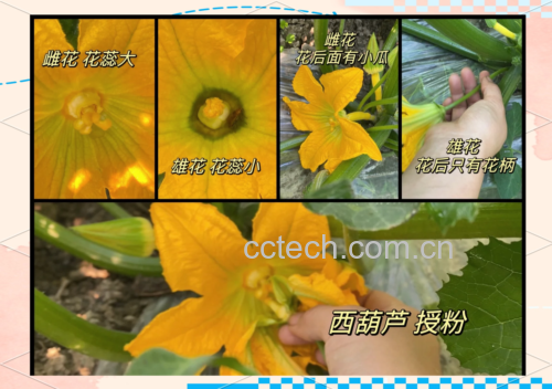 木瓜植株的花朵结构