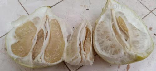 柚子富含维生素C