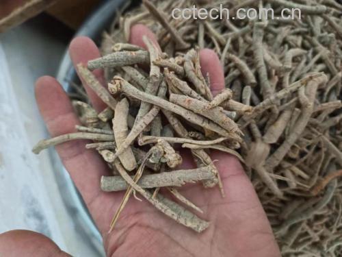 三七植物与根茎特写