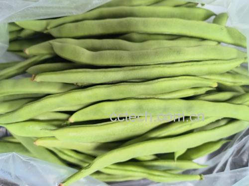 新鲜四季豆实物图