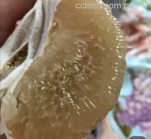 柚子果肉与白瓤结构图