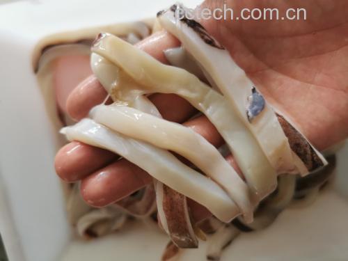 鱿鱼内部结构图