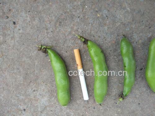 绿心蚕豆与普通蚕豆对比图
