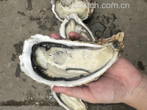 生蚝食材展示
