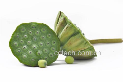 莲子与藕的植物结构图