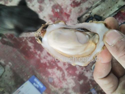 生蚝特写展示其肉质和营养元素