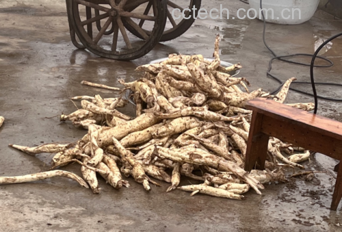 粉葛植株与提取过程