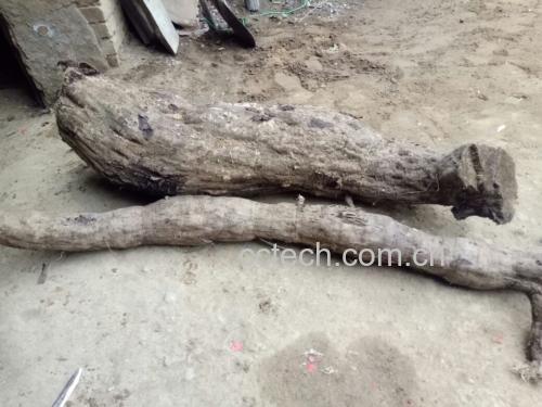 葛根与水飞蓟植物对比图
