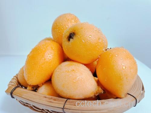 野生枇杷果切开后的果肉与种子结构