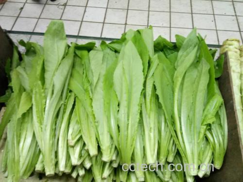 油麦菜和葱头炒制前的食材准备