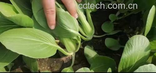 油麦菜的营养成分分析