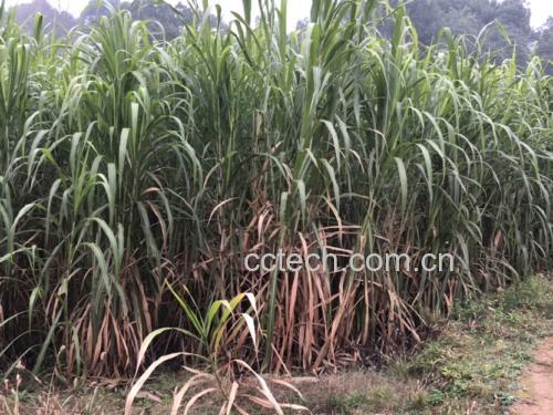 甘蔗与黄豆食材展示图