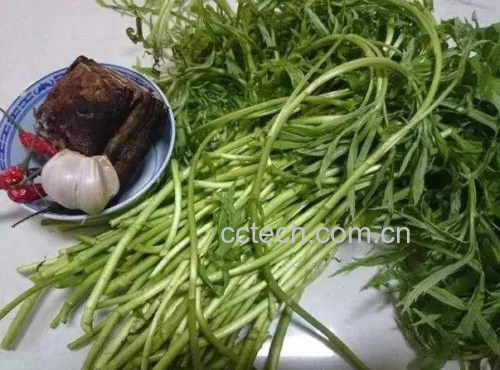 油麦菜和茼蒿的营养成分图表