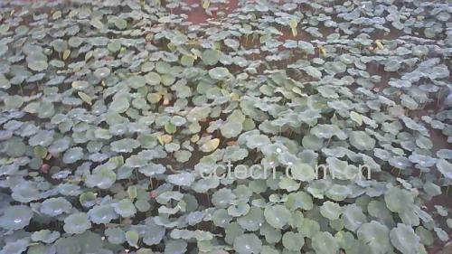 金线莲植株特写