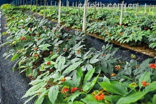 人参种植地与桂枝采摘图